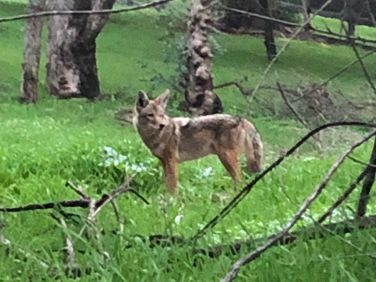 California Coyote